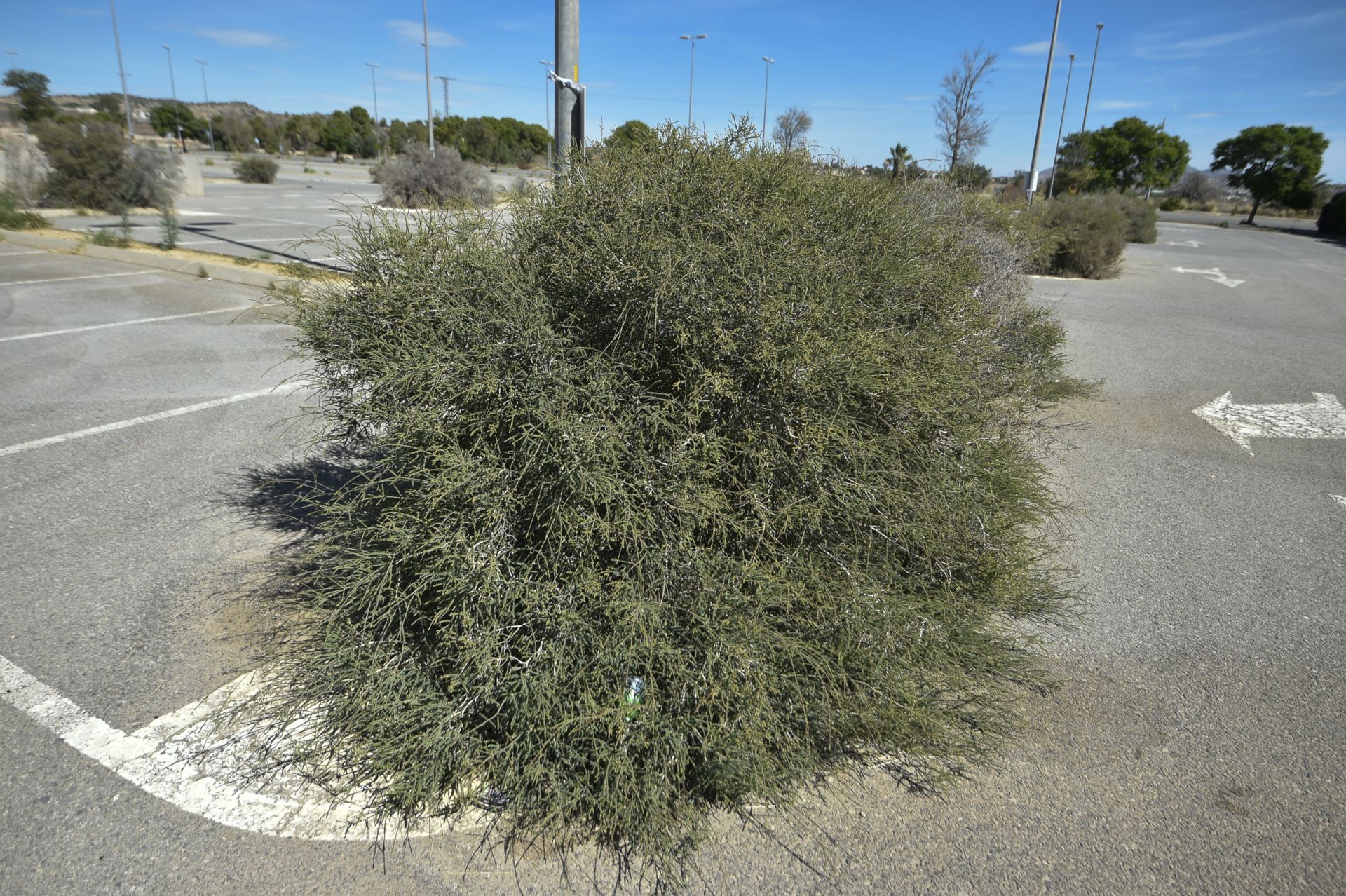 Desperfectos en el entorno del Enrique Roca de Murcia, en imágenes