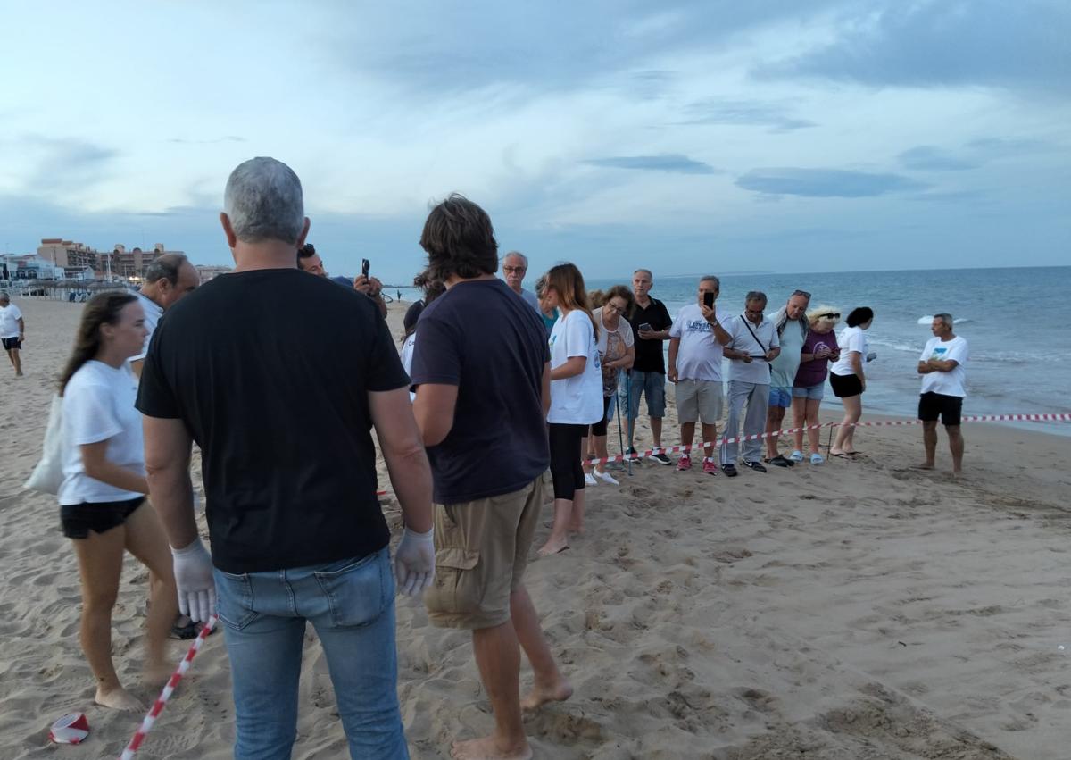 Imagen secundaria 1 - 51 tortugas nacen del segundo nido que &#039;Pura Vida&#039; puso en la playa de La Mata en Torrevieja
