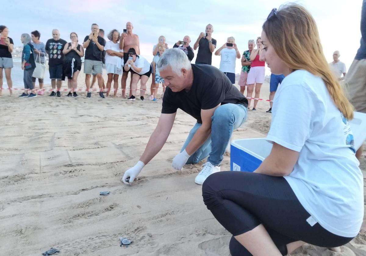 51 tortugas nacen del segundo nido que &#039;Pura Vida&#039; puso en la playa de La Mata en Torrevieja