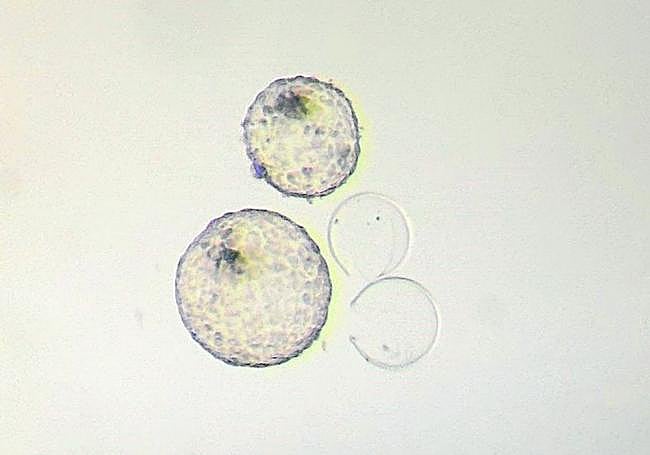 Blastocistos bovinos frescos vistos al microscopio.