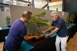 La exposición de bonsáis de Orihuela, en imágenes