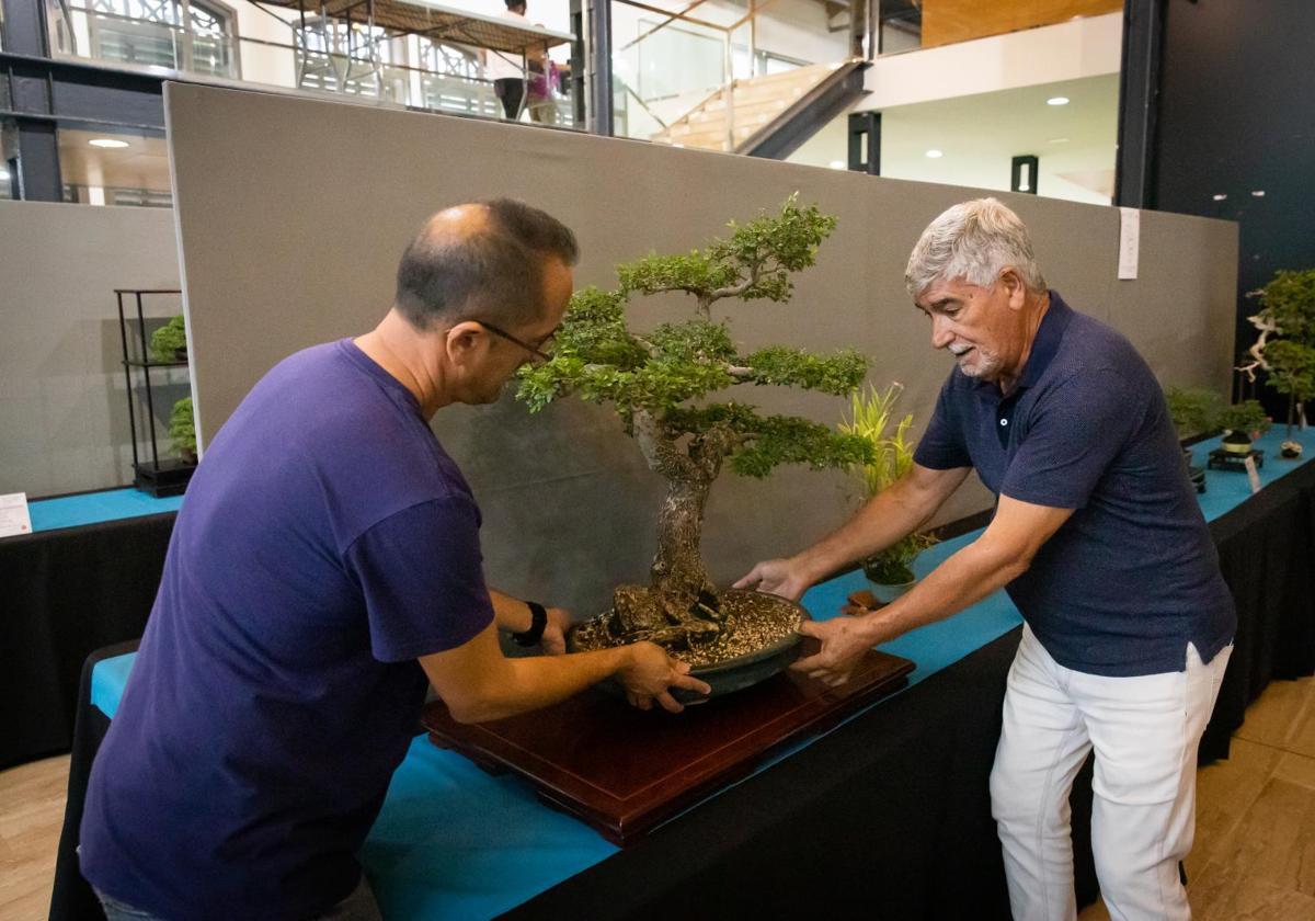 La exposición de bonsáis de Orihuela, en imágenes