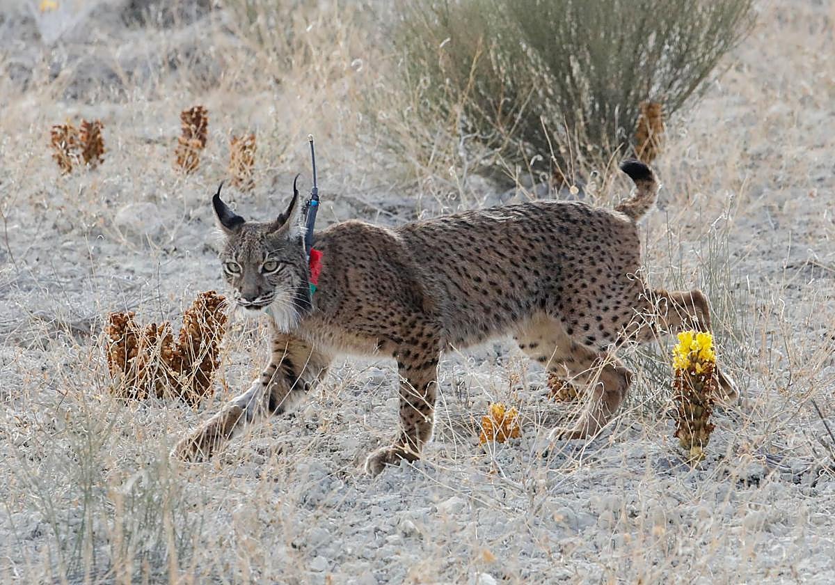 Un ejemplar de lince ibérico, en una imagen de archivo.