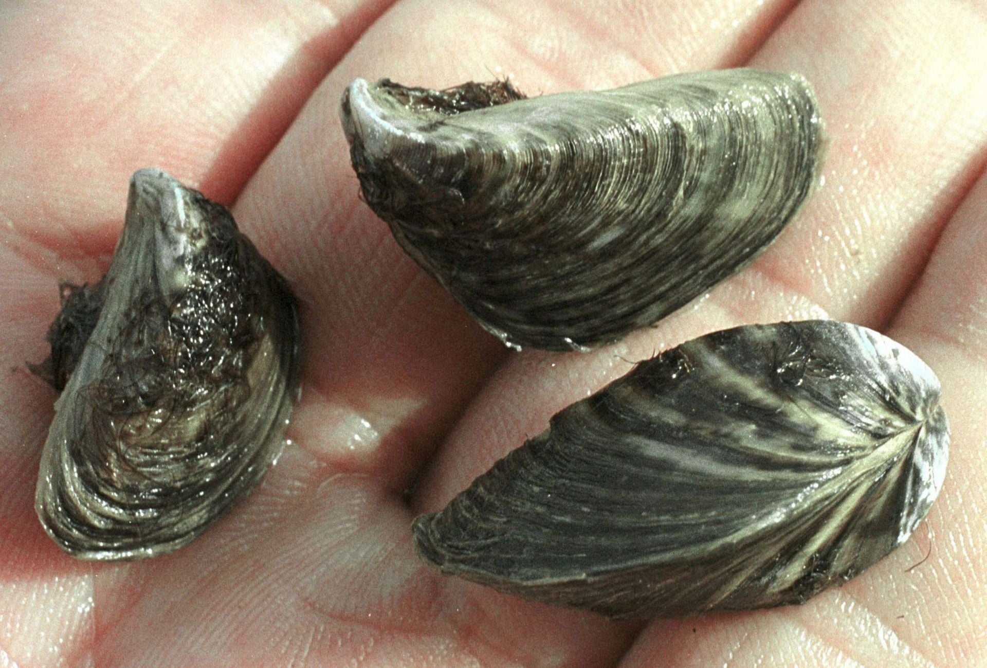 Foto de ejemplares de mejillón cebra, en una imagen de archivo.