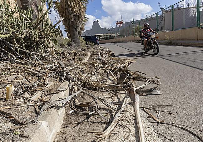 Palmas secas en el asfalto.