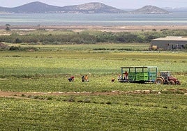 Jornaleros en plena recolección en una finca próxima a la laguna del Mar Menor.