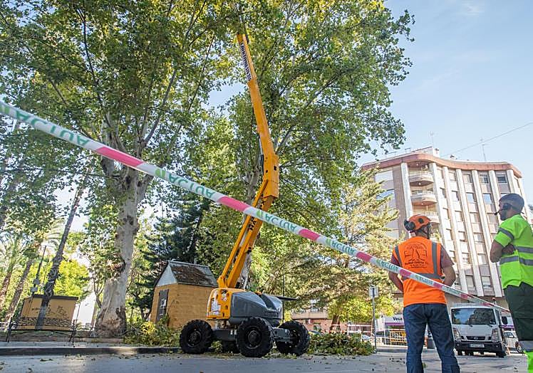 Poda, esta semana, de los plataneros de la Glorieta.