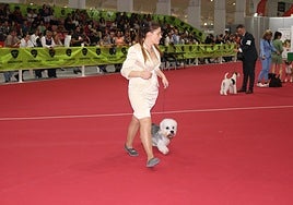 El Concurso de Belleza incluye campeones de raza procedentes de diferentes países.