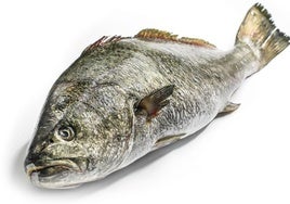 Corvina