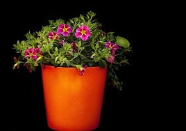 Tres trucos caseros y económicos para que tus plantas siempre luzcan perfectas.