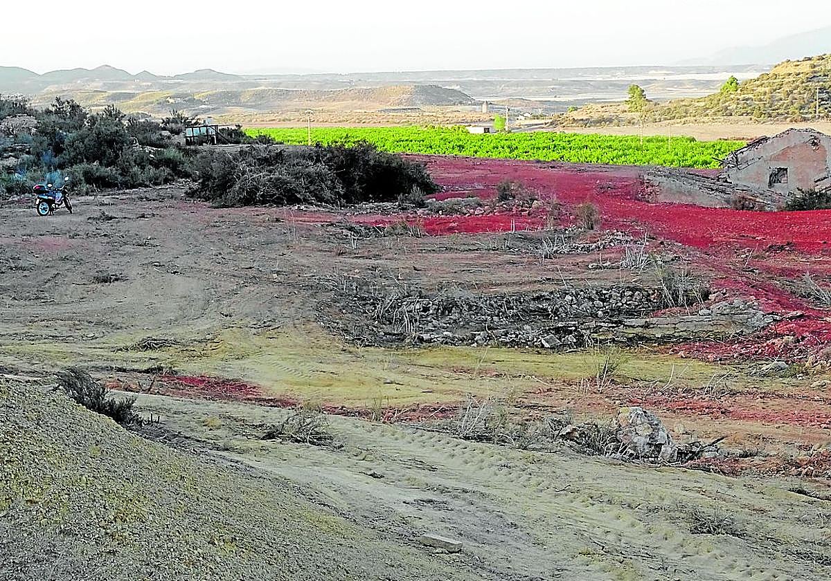 Roturaciones en el interior del Coto Fortuna, en el verano del año 2021. Al fondo, cultivos de lechugas.