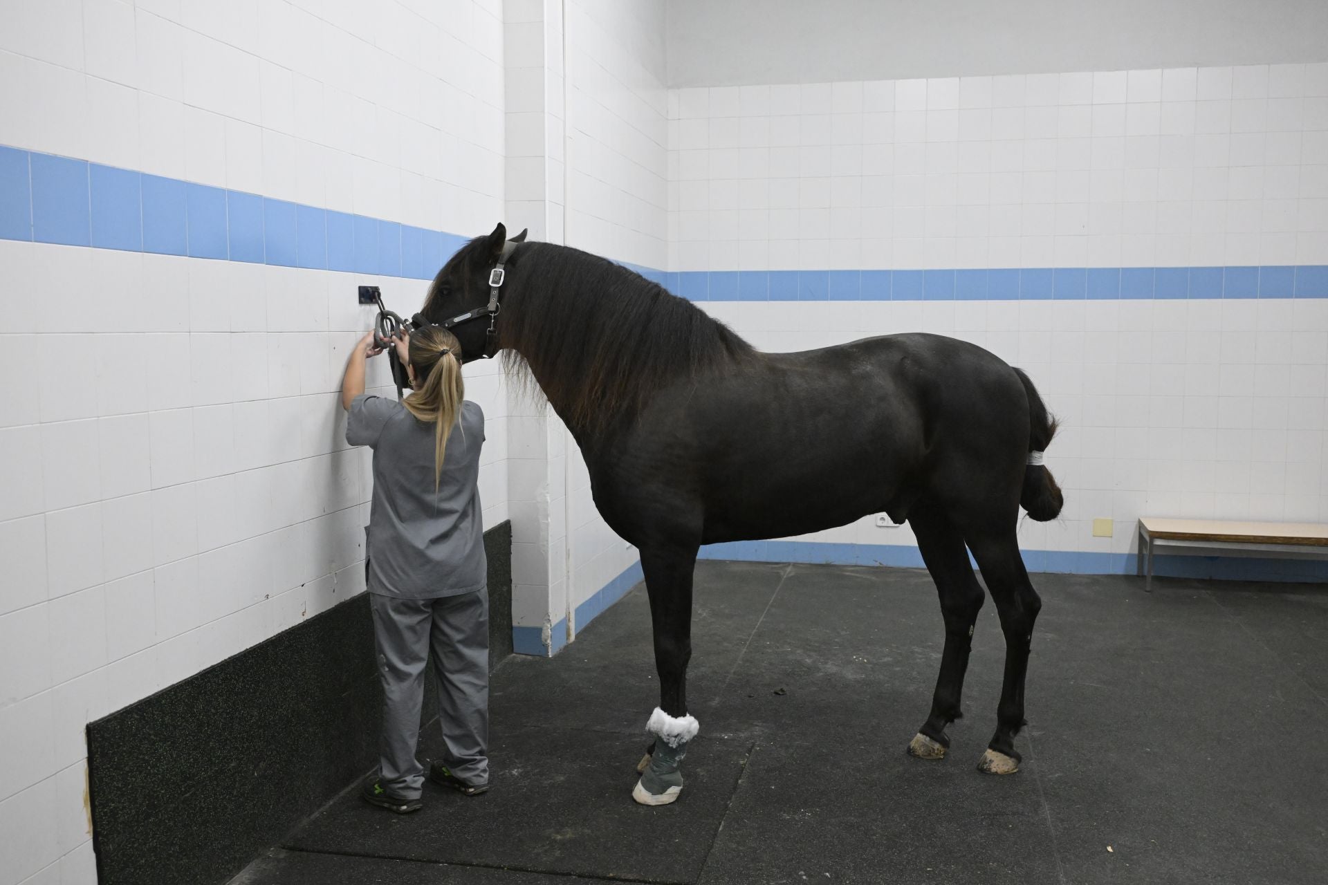 Acto conmemorativo del XXV aniversario del Hospital Clínico Veterinario de la UMU, en imágenes