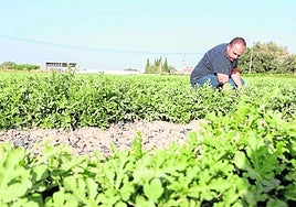Un agricultor ecológico supervisa un cultivo de sandías, en una imagen de archivo.