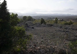 Parte del Sabinar de Canteras y al fondo los tejados de algunas de las casas de esta población al oeste de la ciudad.