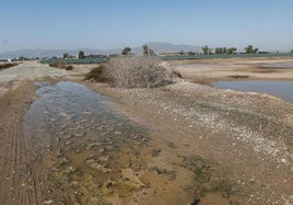 Zona de la pedanía de Purias calificada de riesgo potencial de inundaciones.