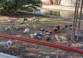 Varios ejemplares de gallo, este miércoles, en el parque murciano.