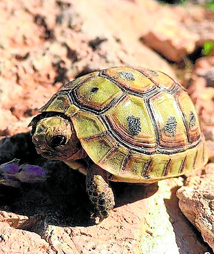 Imagen secundaria 2 - Arriba: Al inicio del recorrido, los voluntarios registran viento y temperatura, y la hora. Abajo: Crías y adultas, junto al vallado. Un ejemplar adulto (i) detectado junto a la malla conejera entre la ladera de Cabo Cope y la RM-D15; y cría (d) detectada este otoño. 