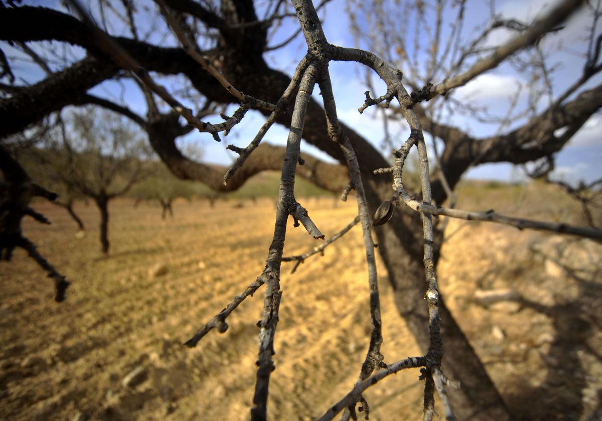 Almendros secos en una imagen de archivo.