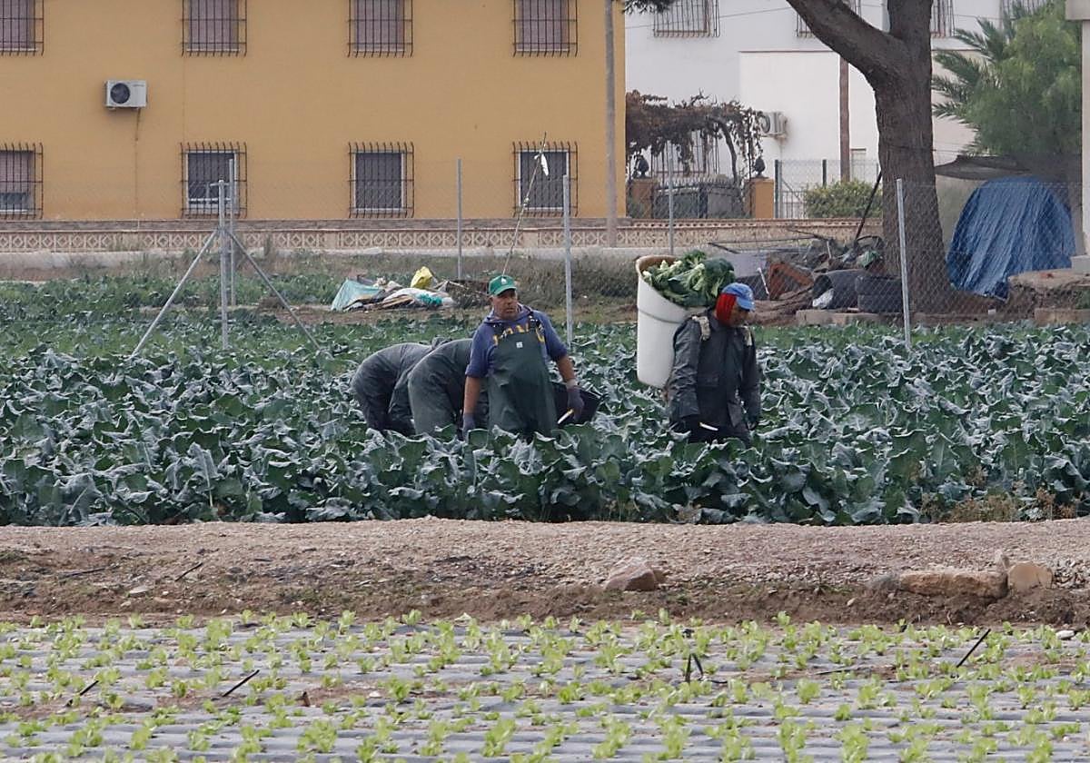 Jornaleros recogen, el viernes, brócoli en la pedanía de Tercia.