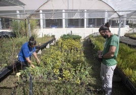 Dos personas trabajan en el vivero de la asociación naturista Anse, en el Barrio de La Concepción, en imagen de archivo.