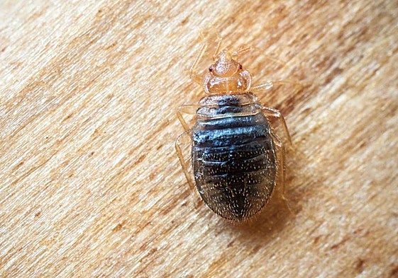 Una chinche de cama.