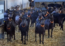 Un rebaño de cabras murciano-granadinas de una granja de la Región de Murcia.