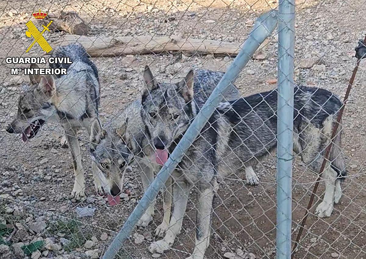 Imagen secundaria 1 - Los lobos ibéricos que tenía el vecino de Lorca.
