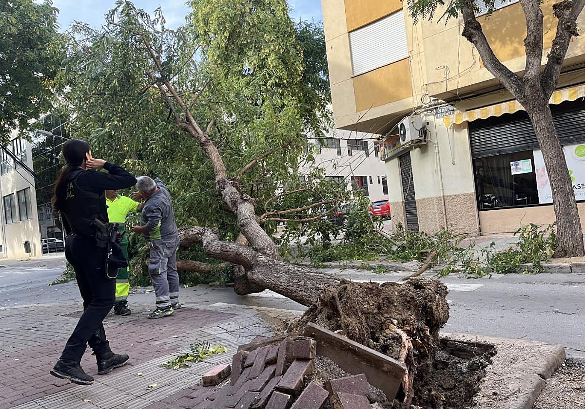 Una de las acacias caídas a finales del mes pasado en la calle Fernando III El Santo de Cieza.