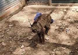 El lince 'Tejo', durante una estancia de recuperación en el centro de El Valle, antes de su muerte.