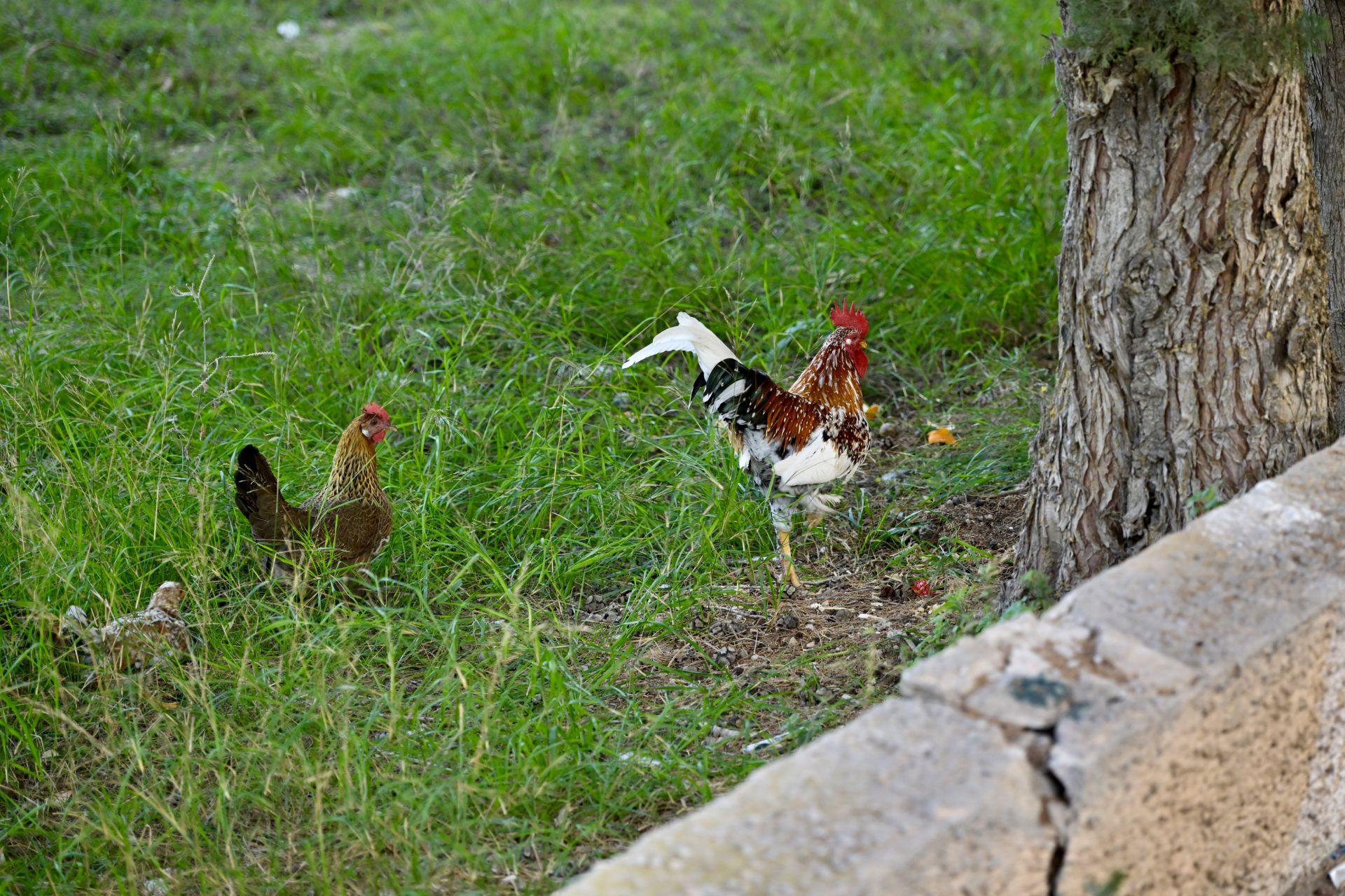 Gallos y gallinas conviven con basura y escombros en Santiago y Zaraíche, en imágenes