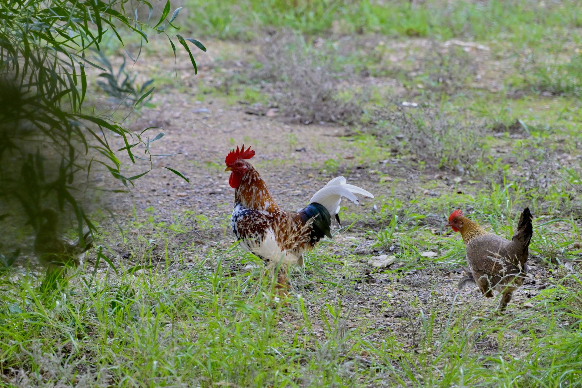 Gallos y gallinas conviven con basura y escombros en Santiago y Zaraíche, en imágenes