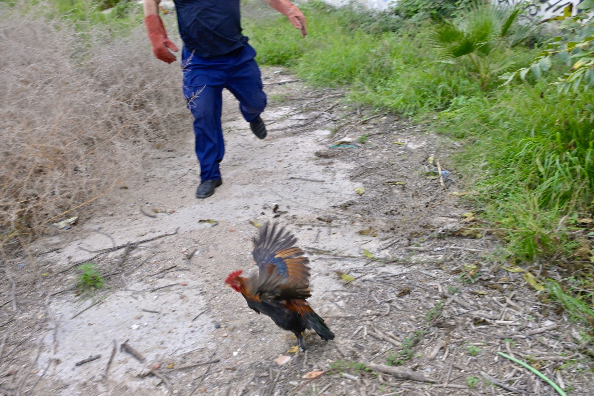 Gallos y gallinas conviven con basura y escombros en Santiago y Zaraíche, en imágenes