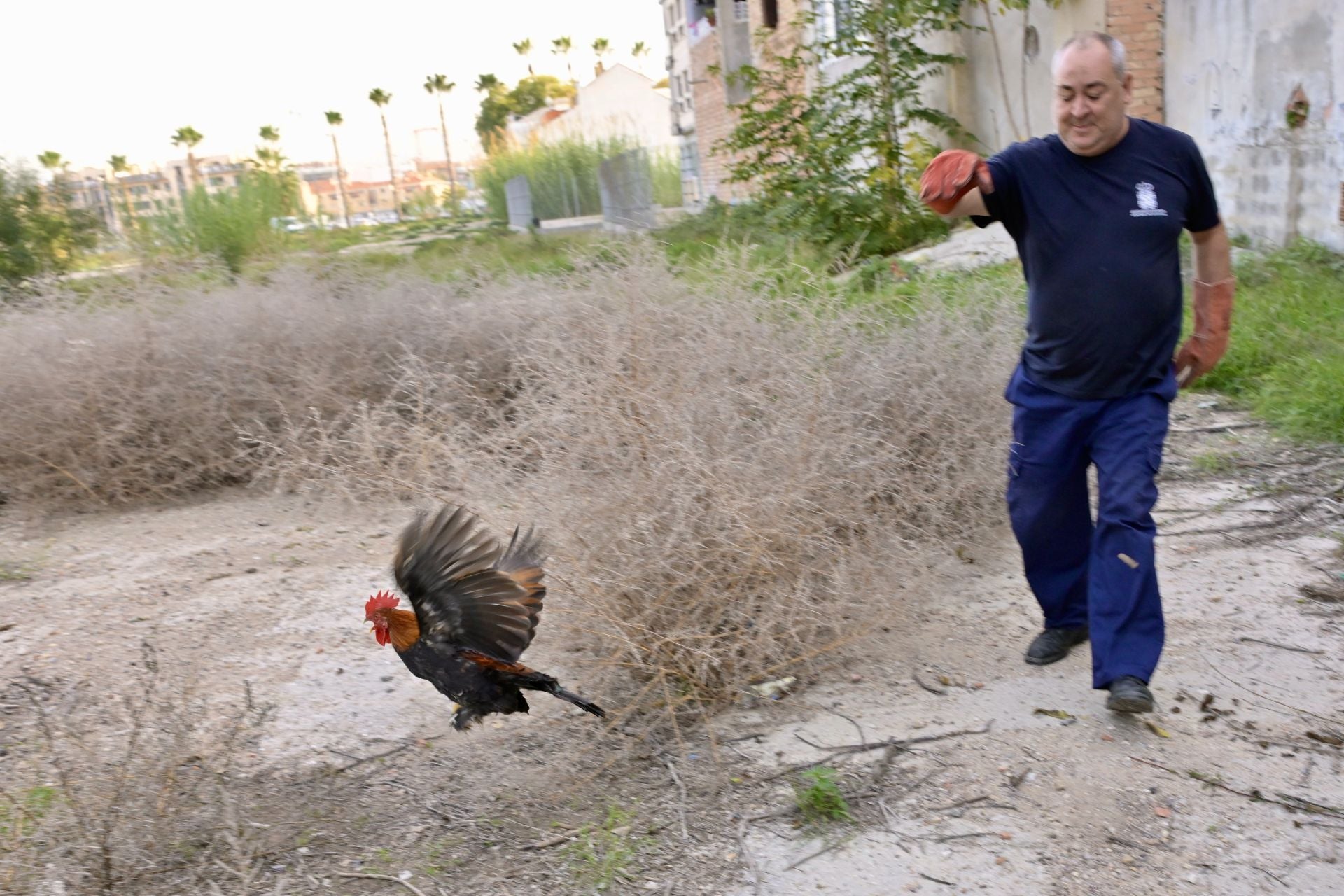 Gallos y gallinas conviven con basura y escombros en Santiago y Zaraíche, en imágenes