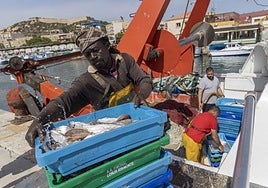 Varios pescadores sacan las capturas de un arrastrero en el muelle de Santa Lucía, en Cartagena.