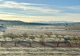 Terrenos en La Copa, Bullas, este sábado por la mañana.