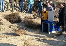 La secretaria autonómica de Energía, Sostenibilidad y Cambio Climático, María Cruz Ferreira, durante la liberación del lince 'Queo' en Vélez Rubio (Almería).