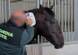 Un agente de la Guardia Civil con uno de los caballos.