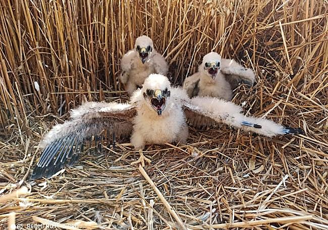Crías de aguilucho cenizo en su nido, ubicado en un cultivo cerealístico.