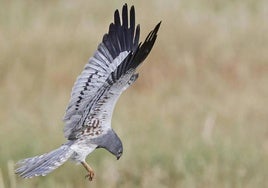 Aguilucho cenizo, 'Circus pygargus', en vuelo cerca del suelo.