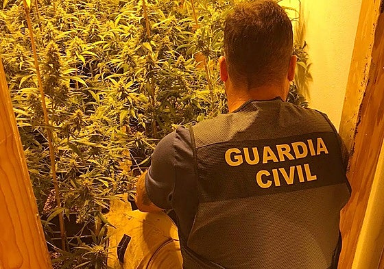 Un agente revisa la plantación durante el registro de la vivienda.