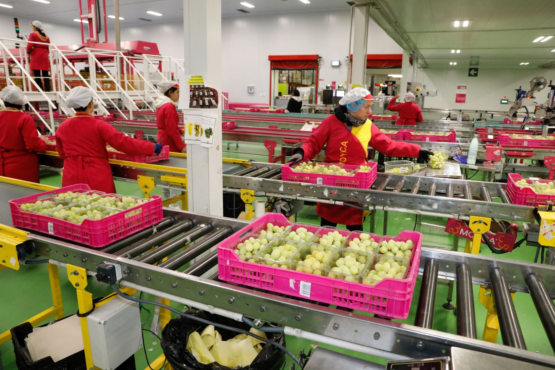 Empresas murcianas preraran las uvas para las campanadas