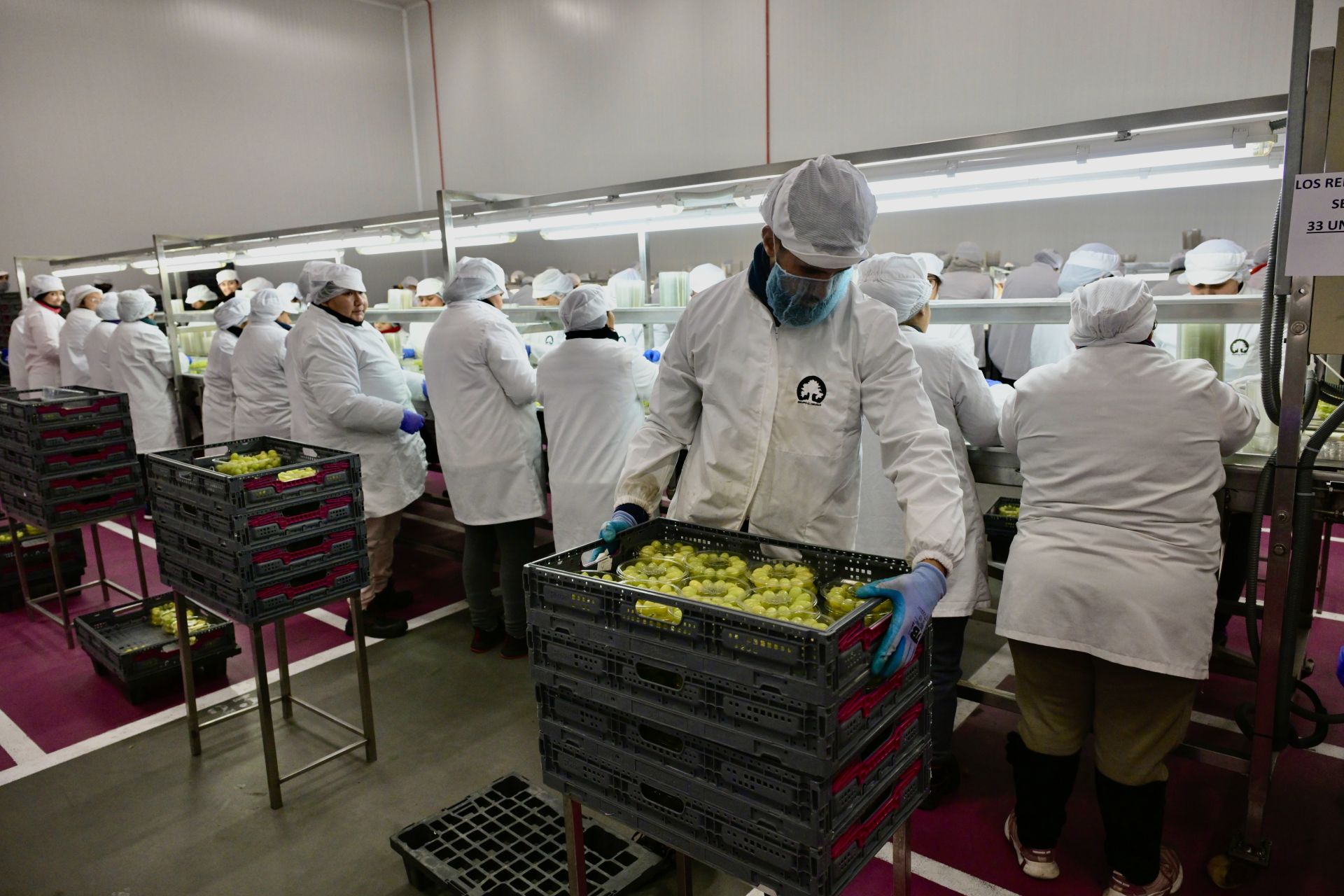 Empresas murcianas preraran las uvas para las campanadas