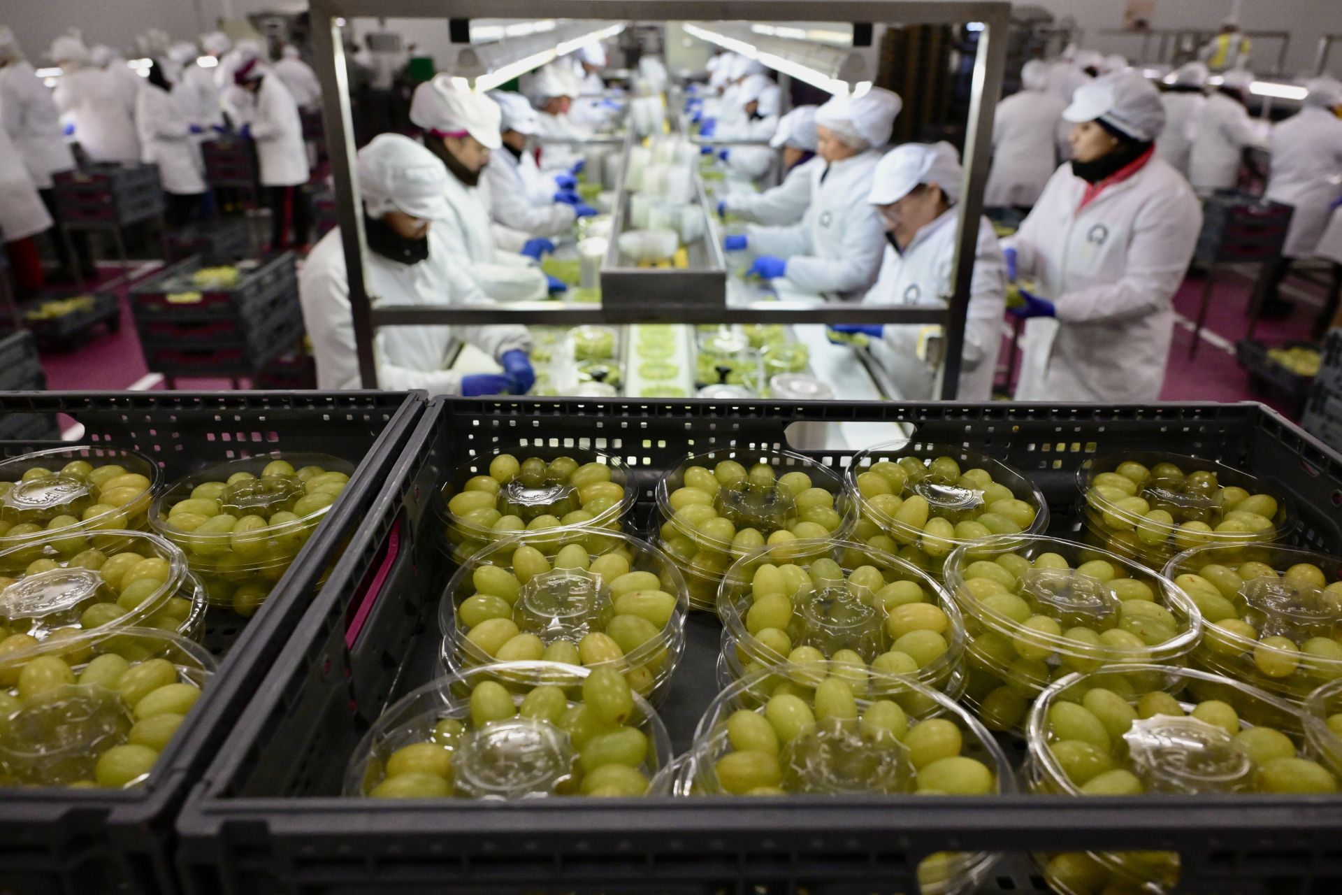 Empresas murcianas preraran las uvas para las campanadas