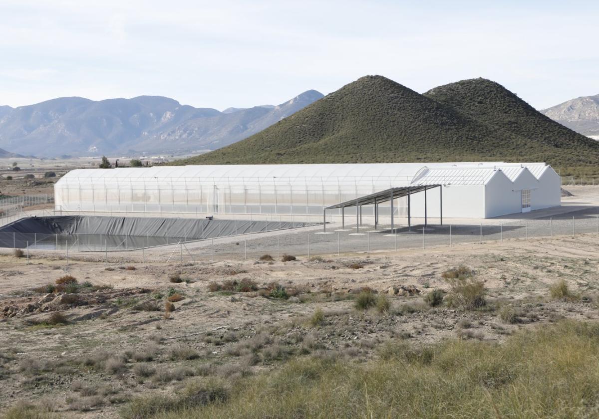 Vivero de plantas aromáticas en la pedanía de La Paca.