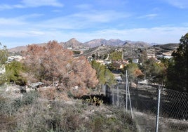 Árboles secos junto a una urbanización de viviendas de la pedanía murciana de El Esparragal.