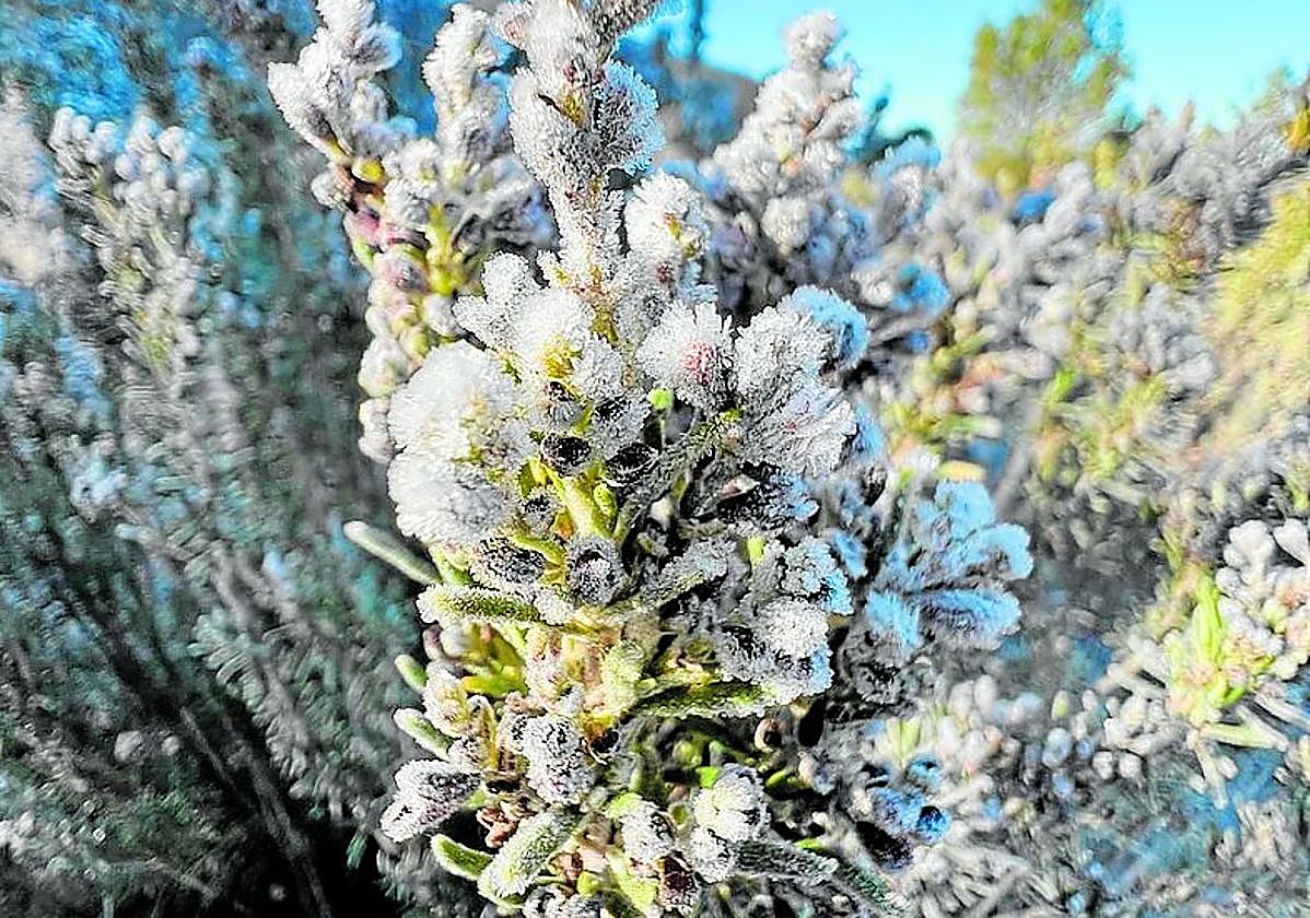 Escarcha en la madrugada de este martes en Yecla.