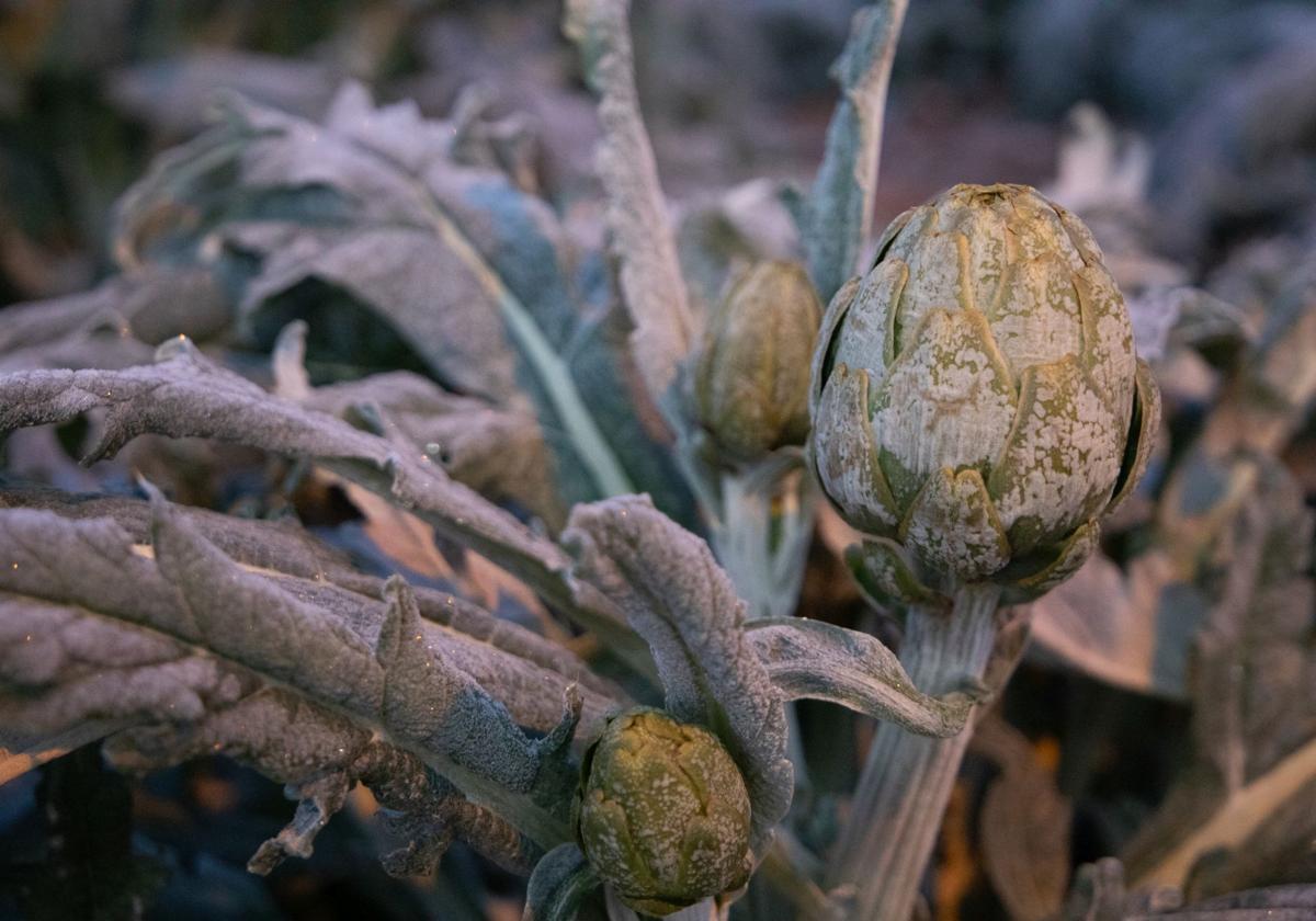 Alcachofas heladas, este miércoles, en la pedanía lorquina de Campillo.