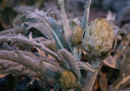 Alcachofas heladas, este miércoles, en la pedanía lorquina de Campillo.