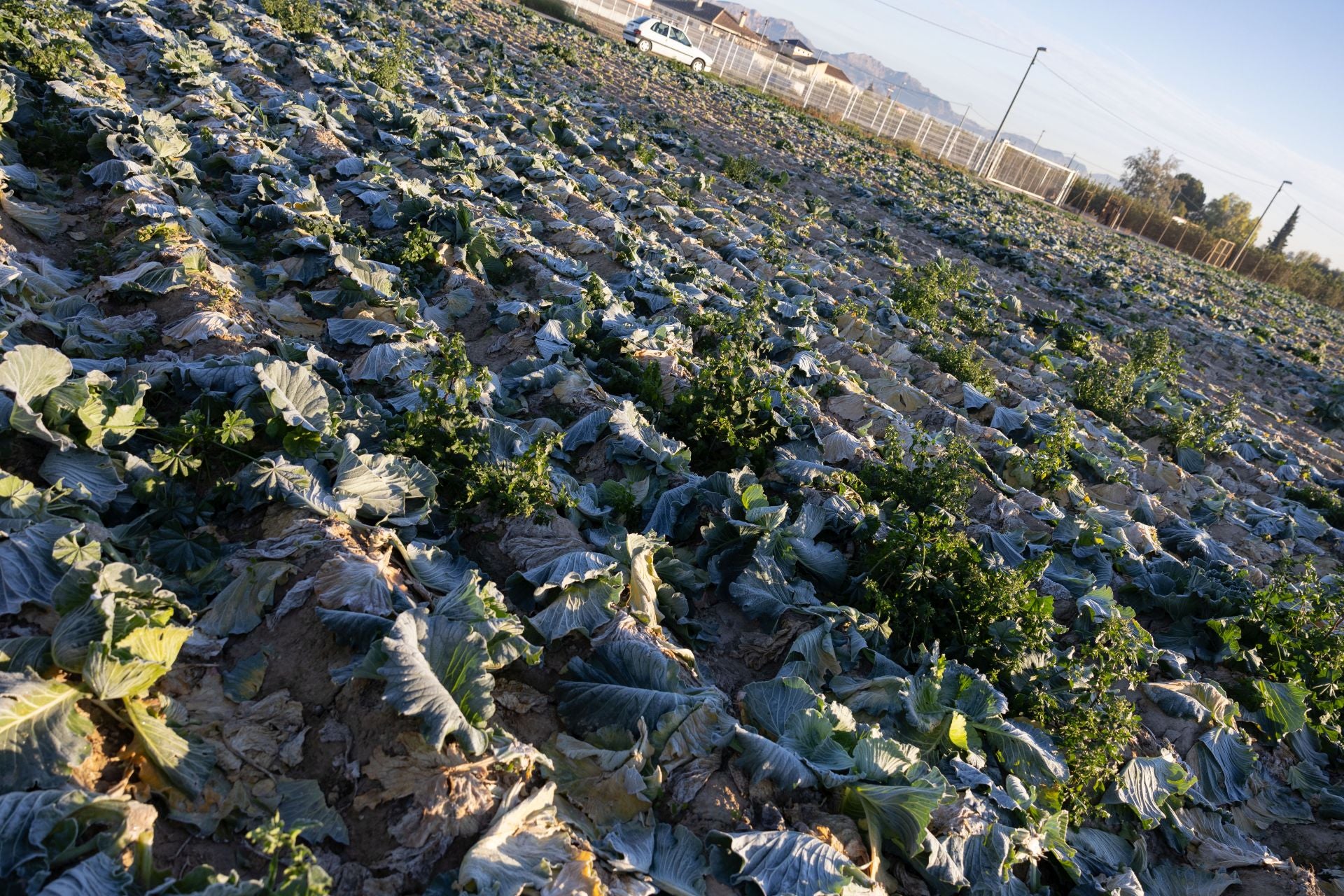 Las heladas que deja la noche más fría del año en la Región de Murcia, en imágenes