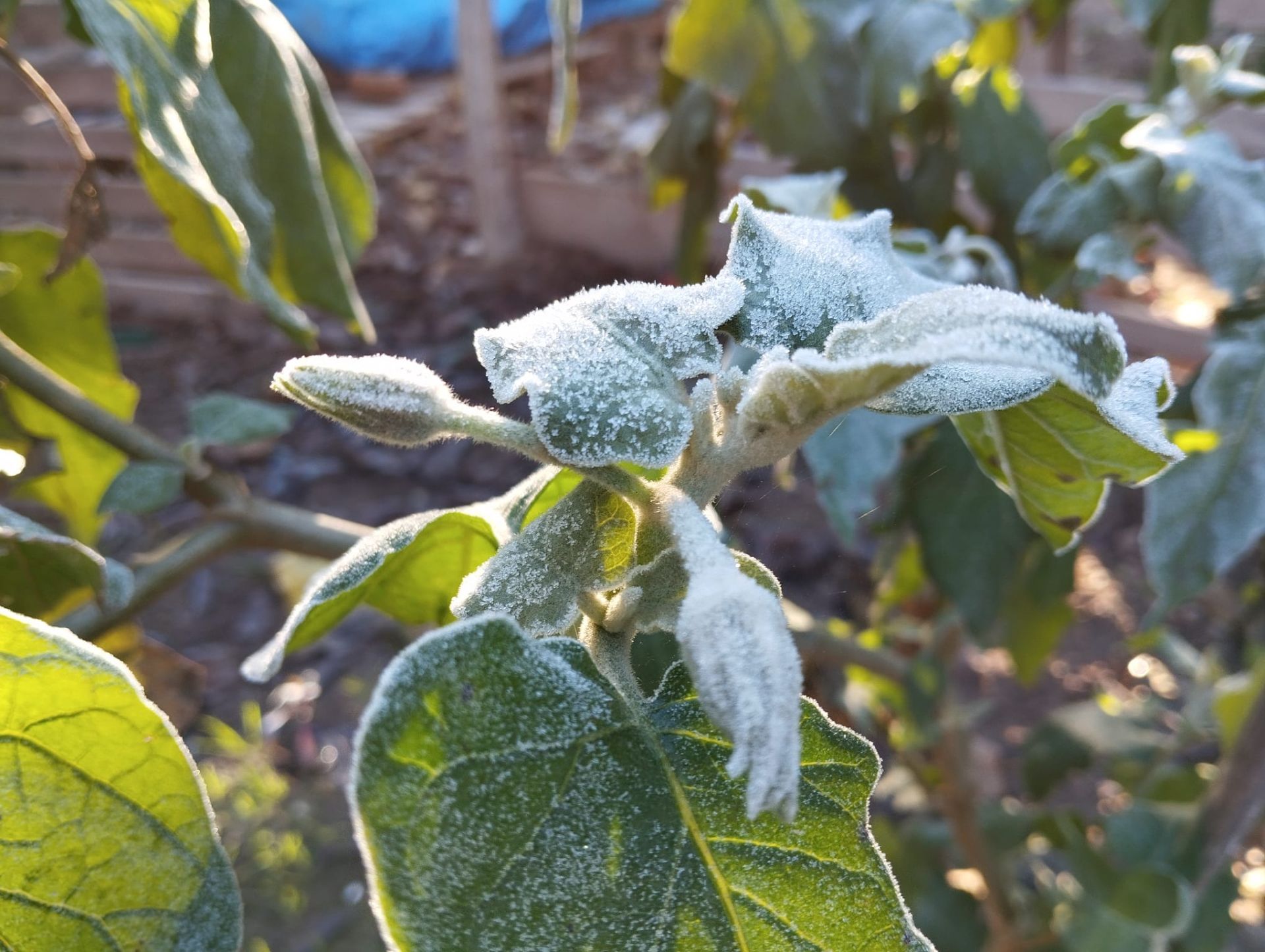 Las heladas que deja la noche más fría del año en la Región de Murcia, en imágenes